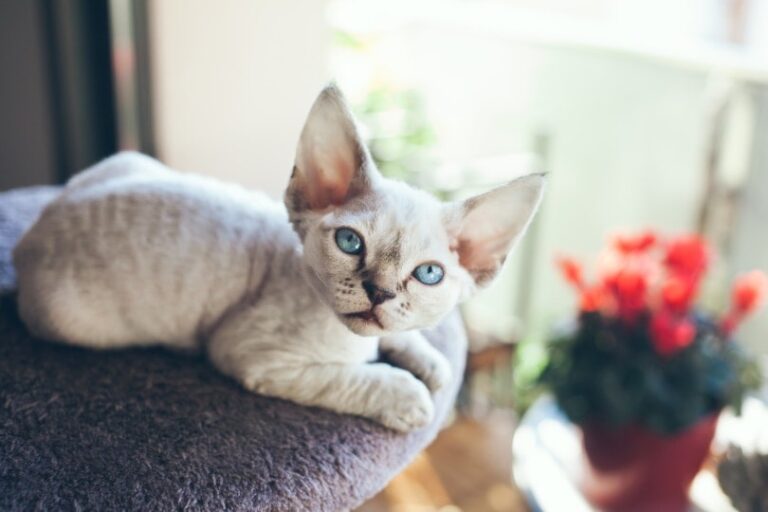 How Much Do Devon Rex Cats Cost