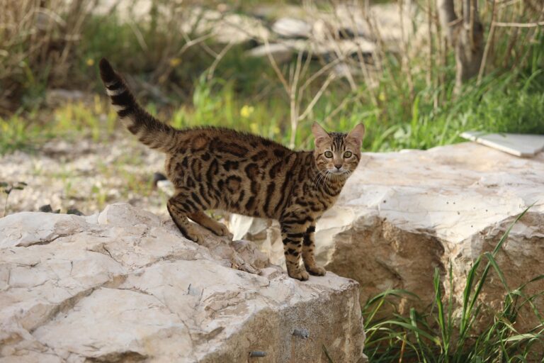 How To Stop A Cat From Pooping On The Floor
