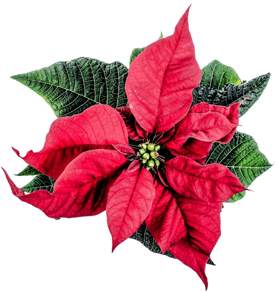 Are Poinsettias Poisonous To Cats