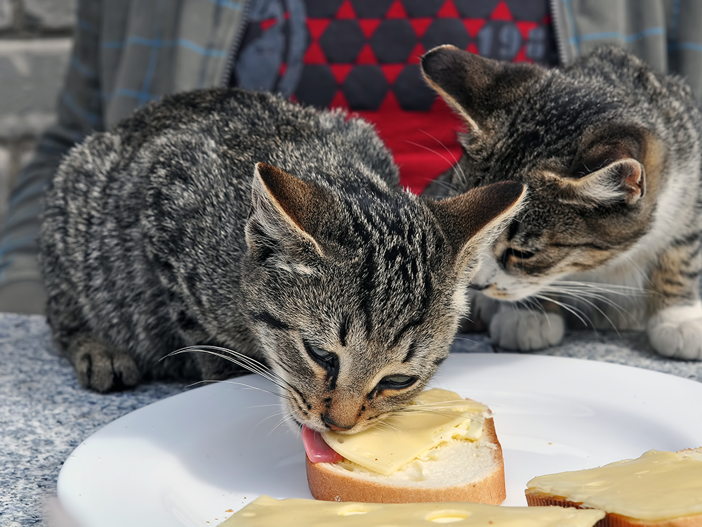 Can Cats Eat Cheese Can Cats Eat Cheese