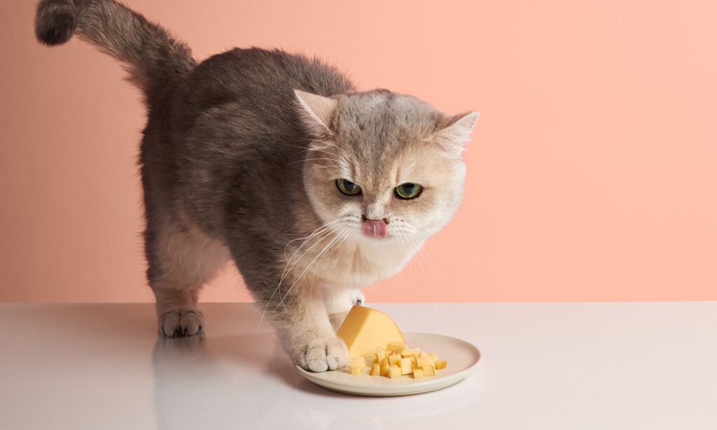Can Cats Eat Cheese Can Cats Eat Cheese