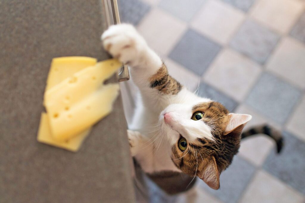 Can Cats Eat Cheese Can Cats Eat Cheese