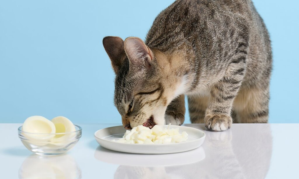 Can Cats Eat Eggs