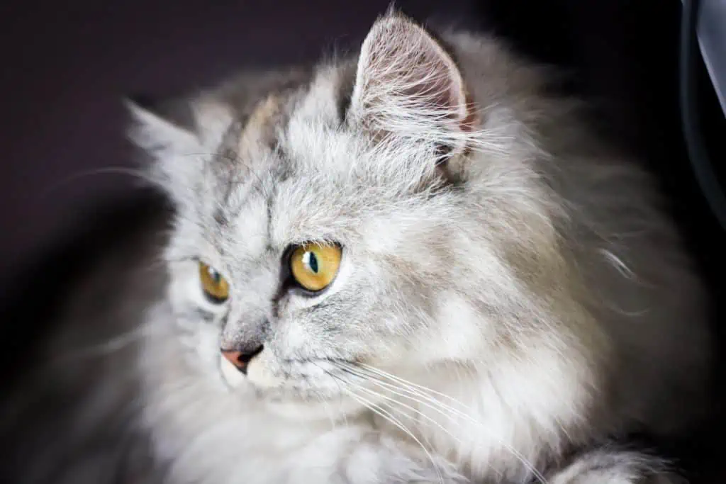 How Do Persian Cats Communicate?