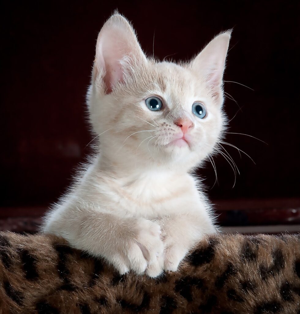 Top 10 Best Cat Condos For Multiple Cats