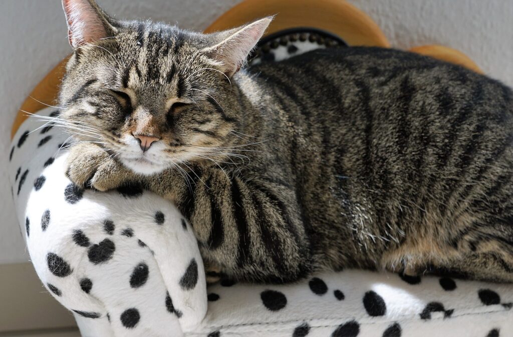 A Complete Guide To Cleaning And Maintaining Your Cat Furniture Set