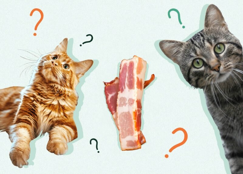 Can Cats Eat Bacon