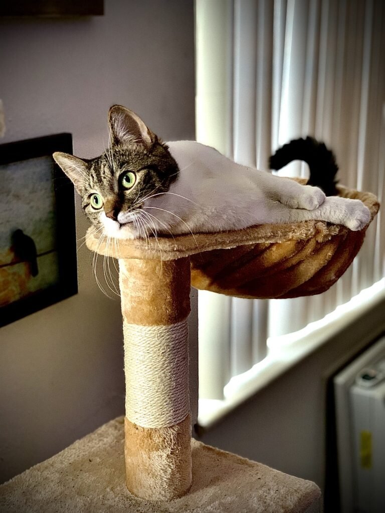 Cat Condos For Large Cats: What To Look For