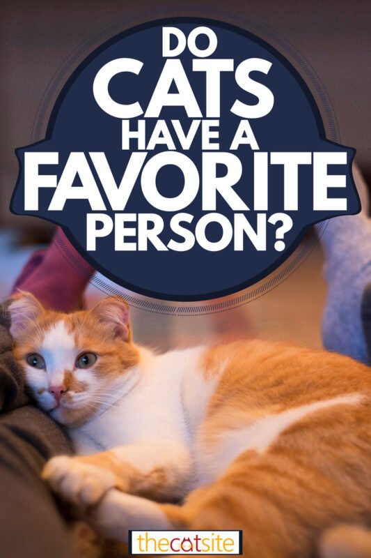 Do Cats Have A Favorite Person