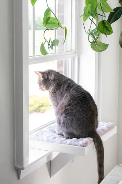 How To Make Your Own Window Hammock For Your Cat