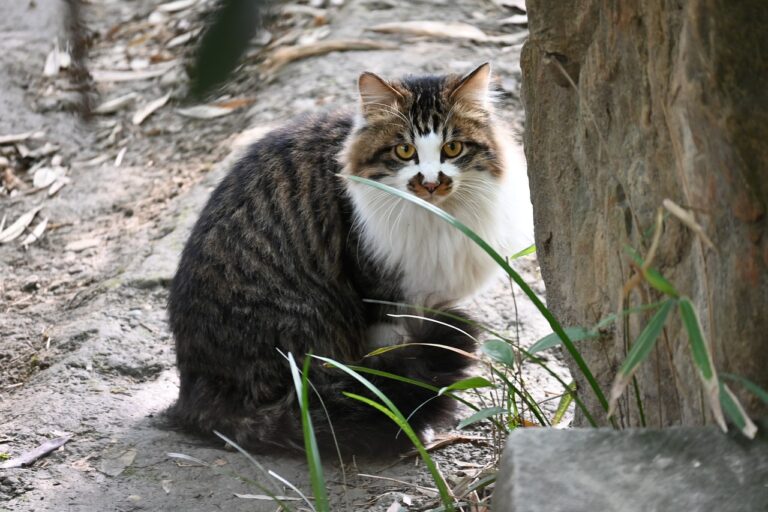 How To Tell A Cat’s Age