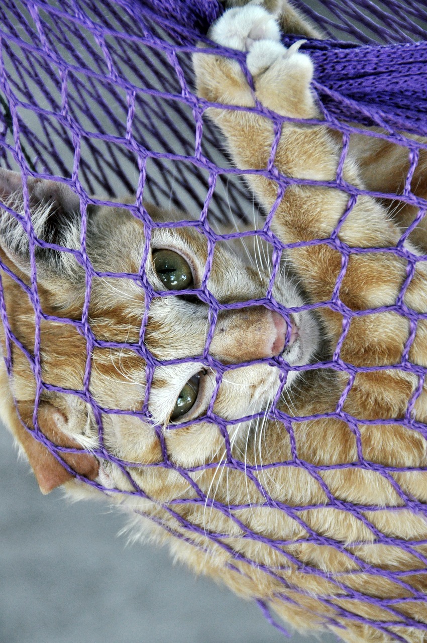 Window Hammocks For Cats With Mobility Issues