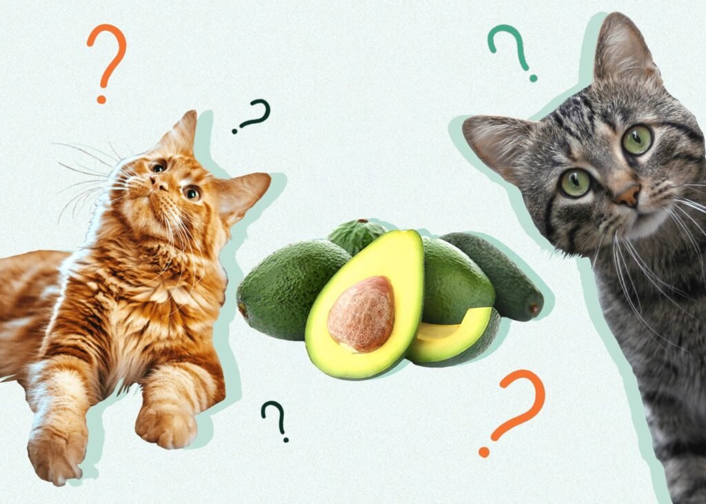 Can Cats Eat Avocado