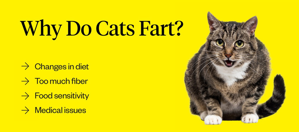 Can Cats Fart