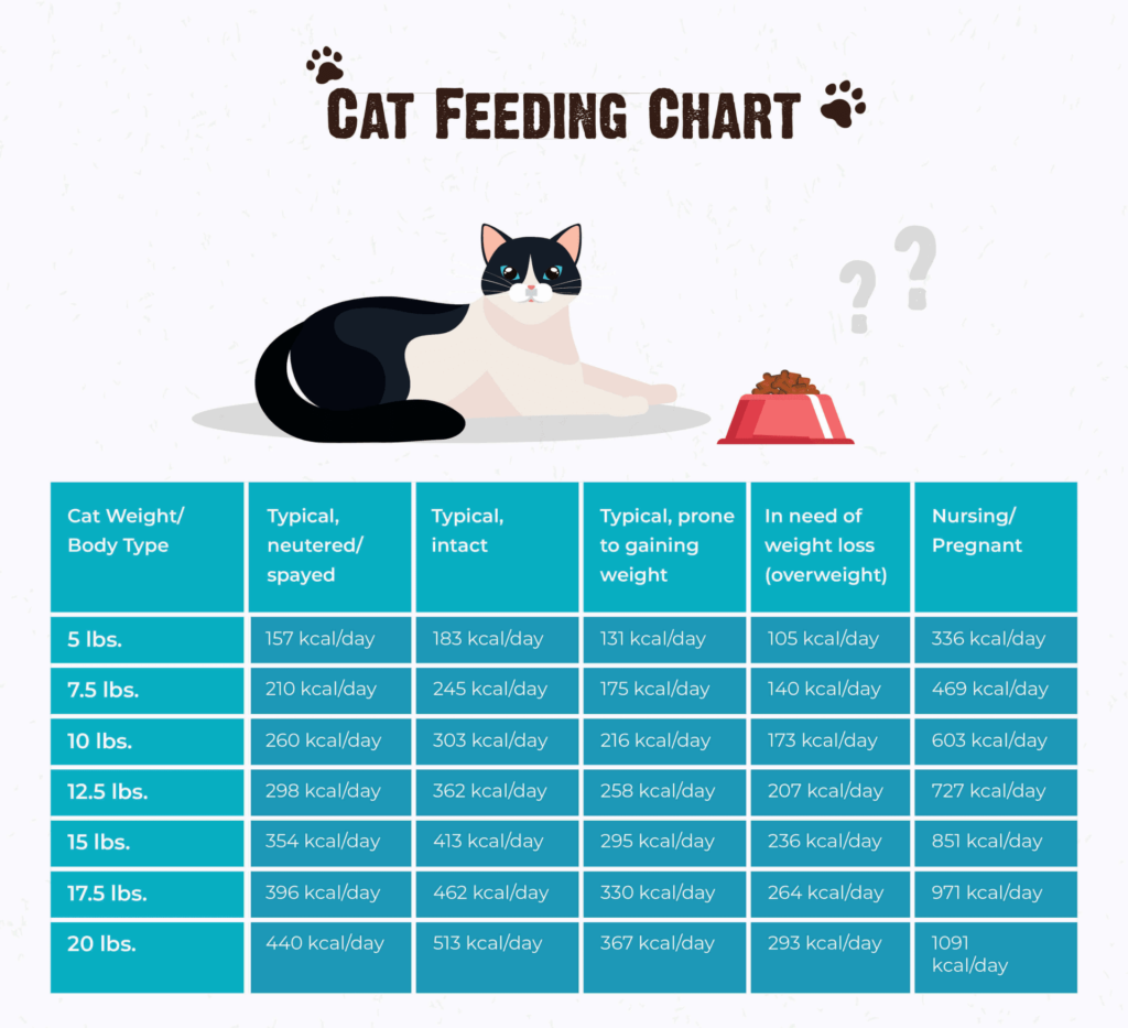 How Often Should I Feed My Cat