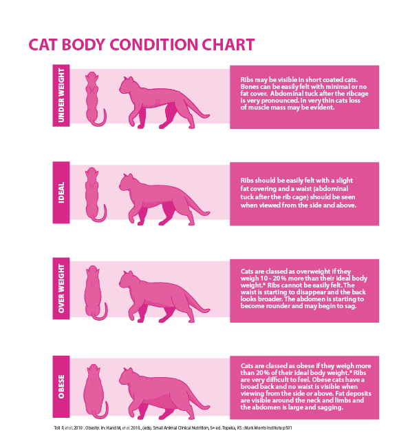 How Often Should I Feed My Cat