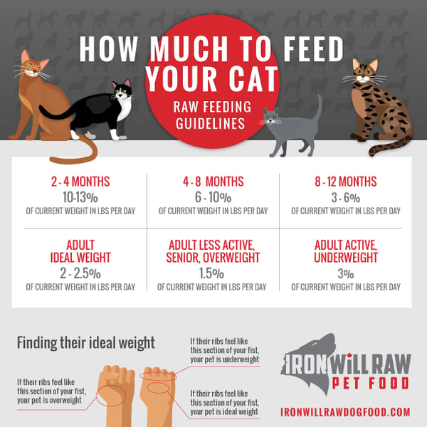 How Often Should I Feed My Cat