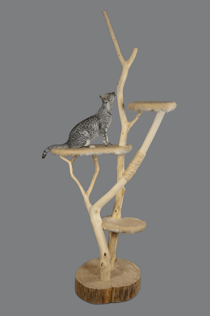 How To Introduce A New Cat Furniture Set To Your Feline Companion