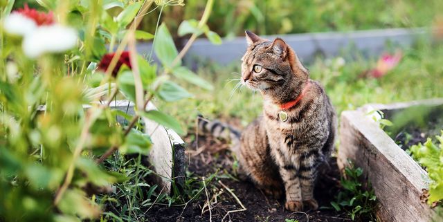 How To Keep Cats Out Of Your Yard