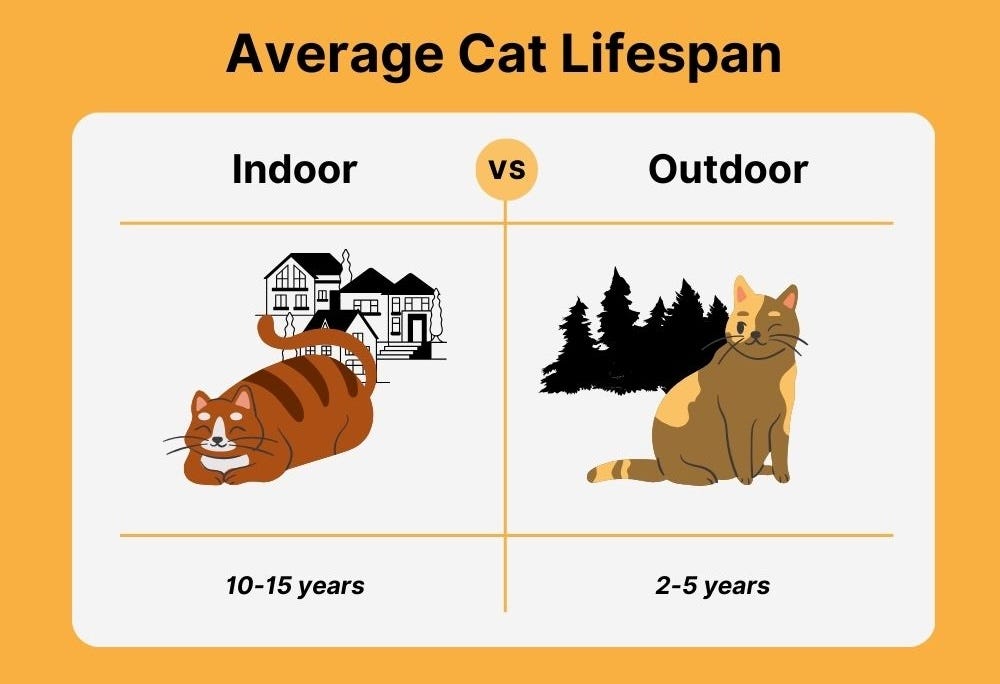 What Is The Average Life Expectancy Of An Indoor Cat - Meowble ...