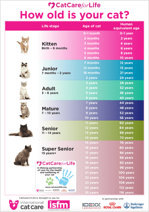 Picture of What Is The Average Life Expectancy Of An Indoor Cat - Meowble ...