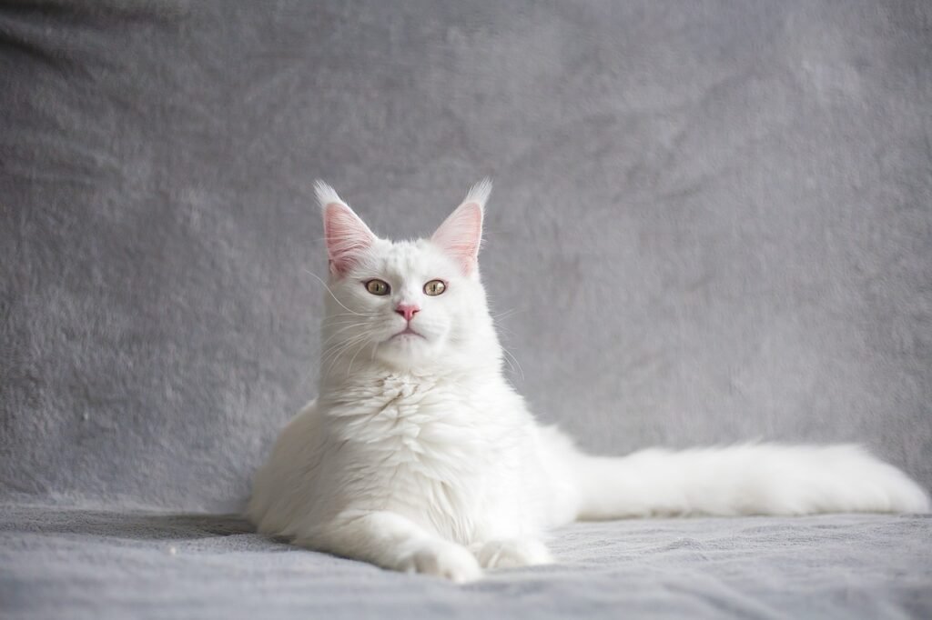 Where To Buy Maine Coon Cats