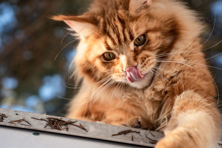 Where To Buy Maine Coon Cats