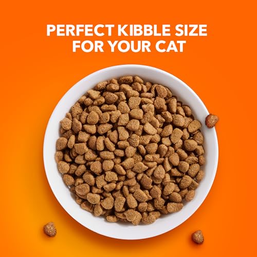 IAMS PROACTIVE HEALTH Chicken Cat Kibble: A 3.5 lb. Review - Image 10