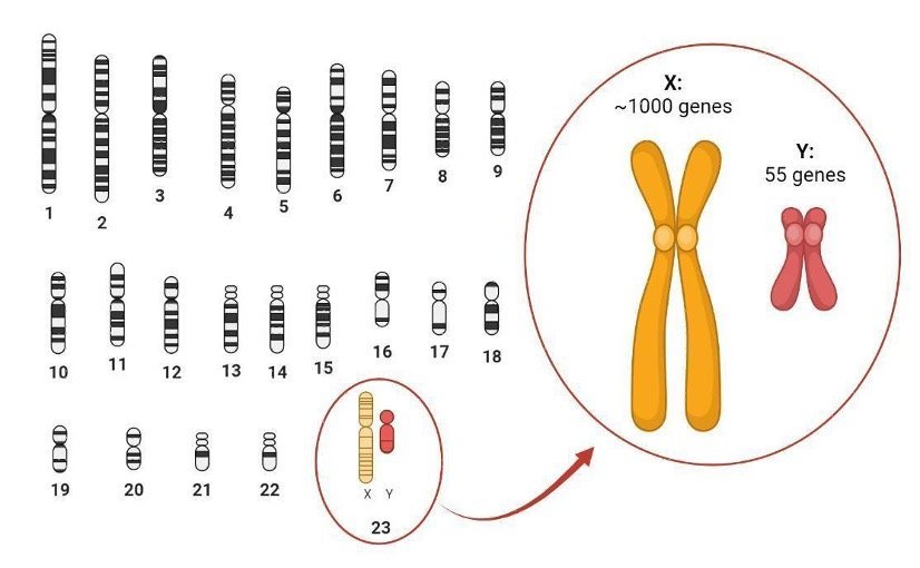 How Many Chromosomes Do Cats Have