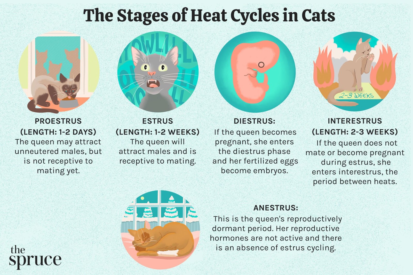 How Often Do Cats Go Into Heat
