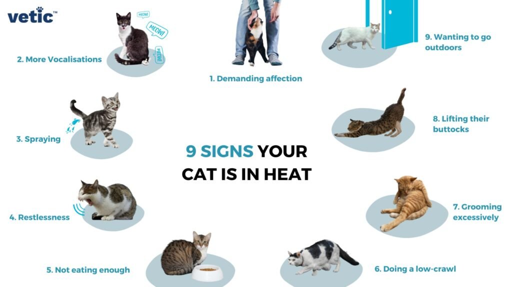 How Often Do Cats Go Into Heat