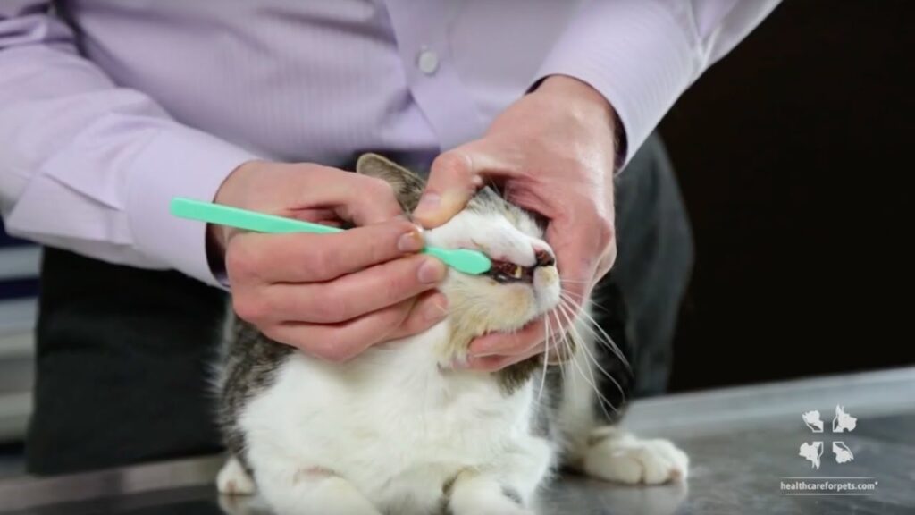 How To Brush A Cats Teeth