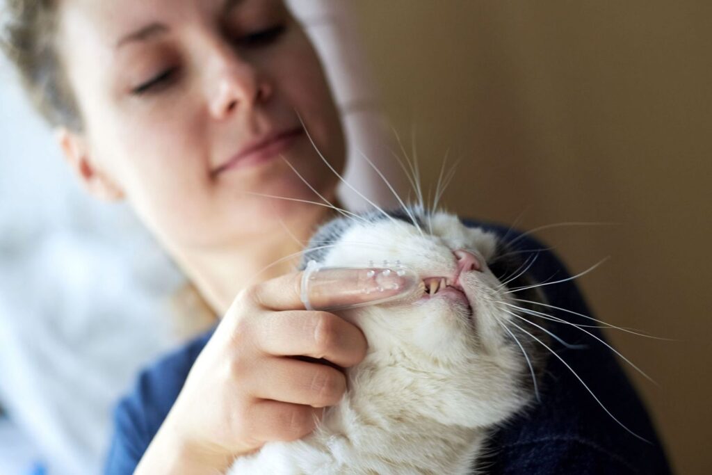 How To Brush A Cats Teeth