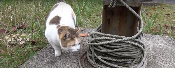 How To Kill Feral Cats