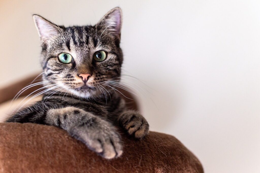 Window Hammocks For Cats Who Like To Gaze At The Moon And Stars