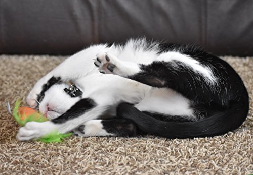 Unveiling the 24 Karat Catnip Carrot: A Treat for Your Feline - Image 9