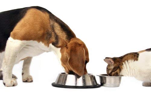 Dog Greens Review: Boosting Skin, Coat, and Health Naturally - Image 7