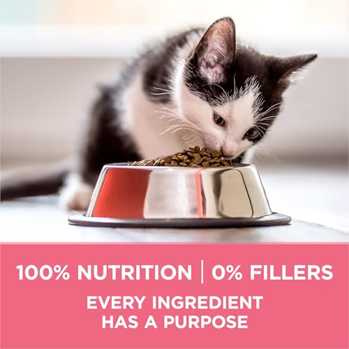 Essential Nutrition: High Protein Natural Kitten Cat Food Review - Image 6