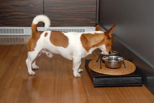 Dog Greens Review: Boosting Skin, Coat, and Health Naturally - Image 5