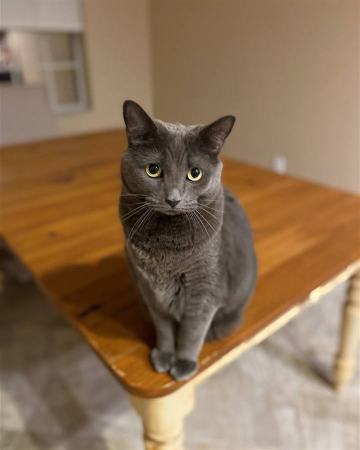 Grey cat with yellow eyes sitting on a wooden table, looking at the camera