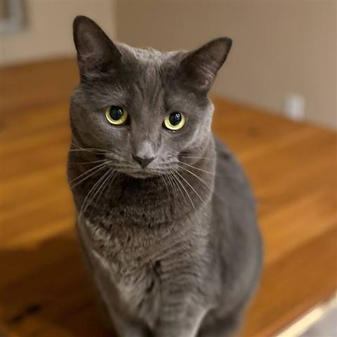 Thomas O'Malley, a grey cat with yellow eyes